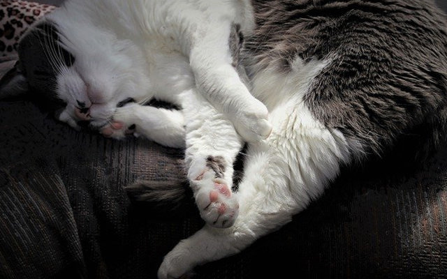 リラックスしている猫